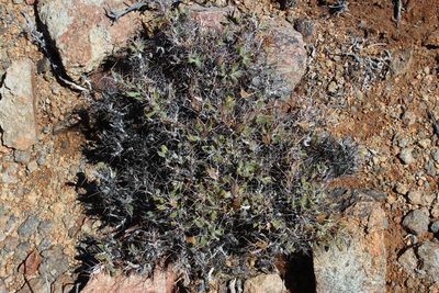 Blepharis furcata, photographed by Tony Rebelo