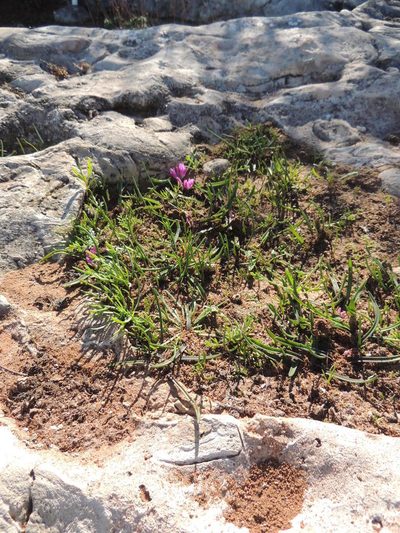 Lachenalia paucifolia, photographed by Jacques van der Merwe
