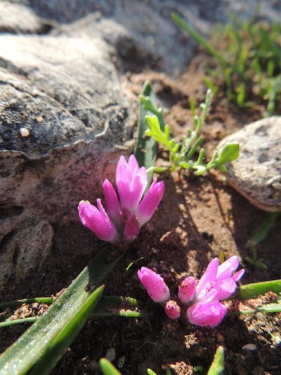 Lachenalia paucifolia, photographed by Jacques van der Merwe