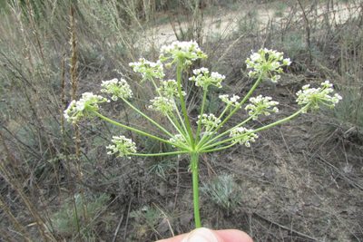 Peucedanum oreoselinum, photographed by Татьяна Горбушина