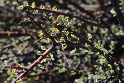 Portulacaria fruticulosa, photographed by Tony Rebelo