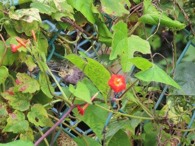 Ipomoea coccinea, photographed by mami_t_t