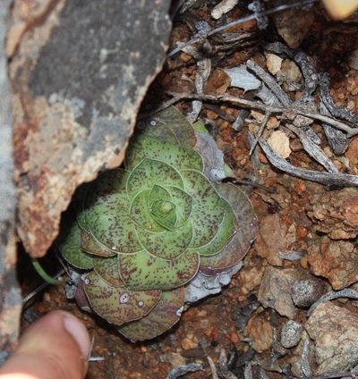 Crassula pseudhemisphaerica, photographed by Tony Rebelo