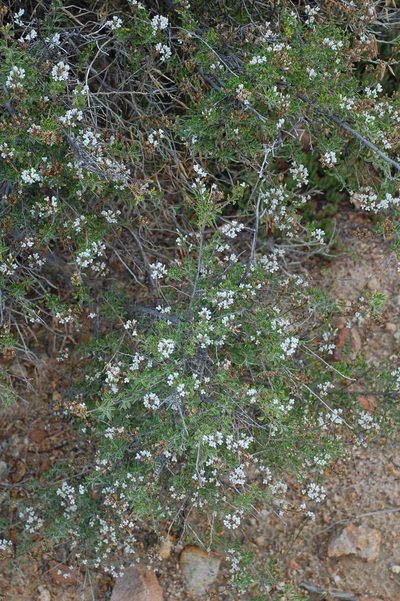 Psoralea hamata, photographed by Charles Stirton