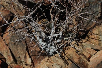 Commiphora namaensis, photographed by Tony Rebelo