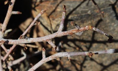 Commiphora namaensis, photographed by Tony Rebelo