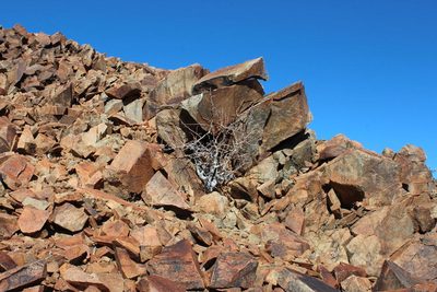 Commiphora namaensis, photographed by Tony Rebelo