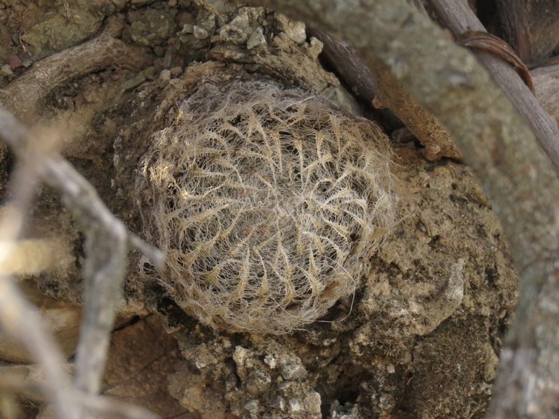 Haworthia bolusii, photographed by Christiaan Viljoen