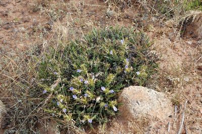 Acanthopsis glabra, photographed by Charles Stirton