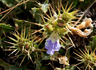 Acanthopsis glabra, photographed by Charles Stirton