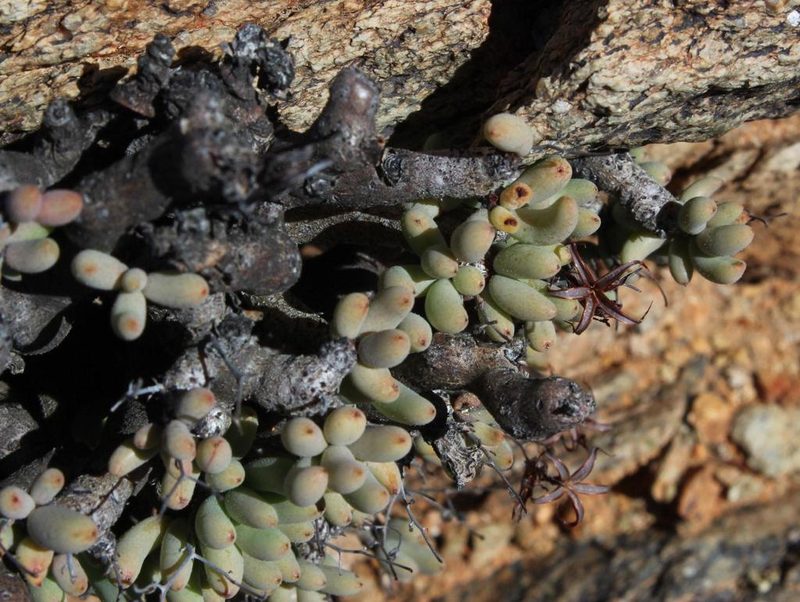 Tylecodon buchholzianus, photographed by Tony Rebelo