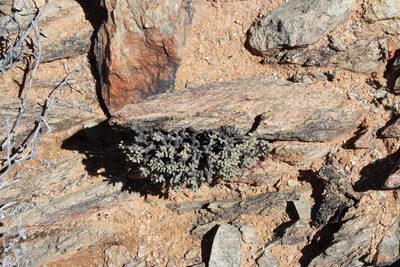 Tylecodon buchholzianus, photographed by Tony Rebelo