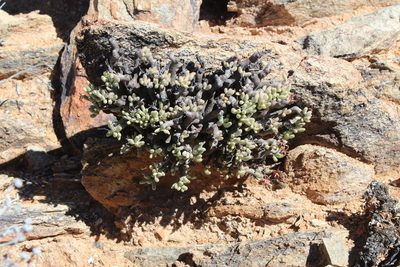 Tylecodon buchholzianus, photographed by Tony Rebelo