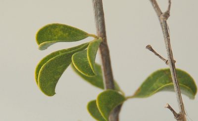 Psoralea arborescens, photographed by Charles Stirton