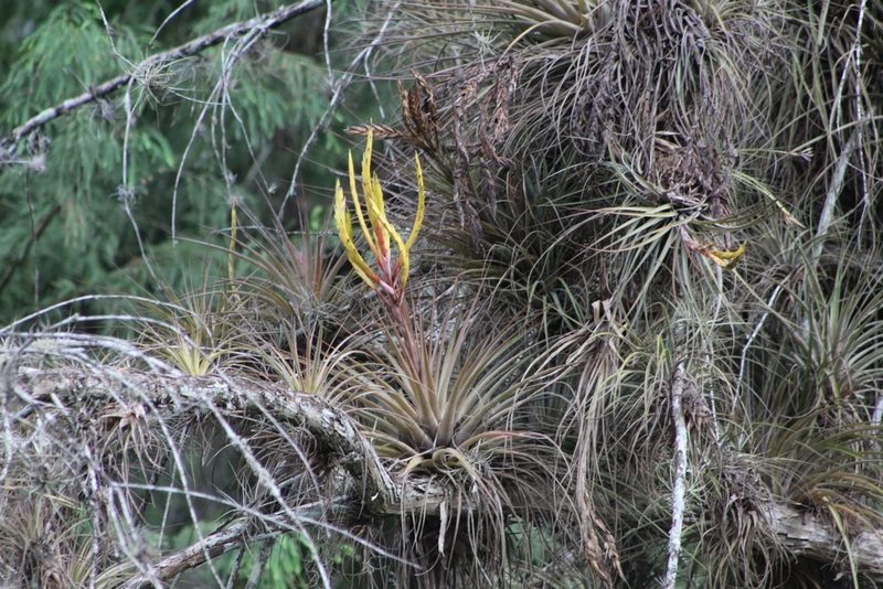 Tillandsia inopinata, photographed by Tereso Hernández Morales