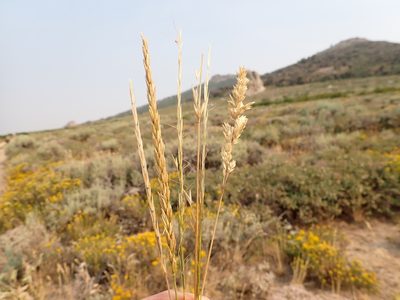 Leymus cinereus, photographed by Matt Lavin