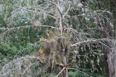 Tillandsia inopinata, photographed by Tereso Hernández Morales