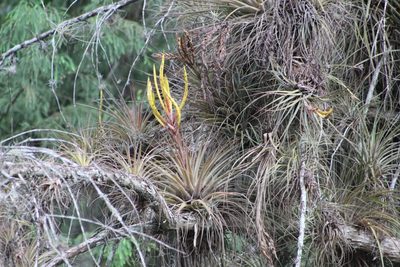 Tillandsia inopinata, photographed by Tereso Hernández Morales