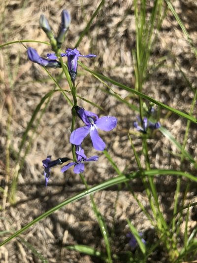 Lobelia anatina, photographed by brettaugust