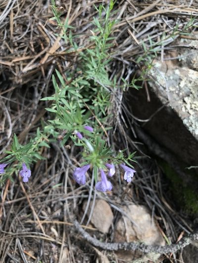 Hedeoma hyssopifolia, photographed by brettaugust
