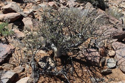 Commiphora capensis, photographed by Tony Rebelo