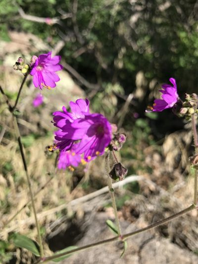 Mirabilis comata, photographed by brettaugust