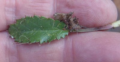 Alepidea delicatula, photographed by Nicola van Berkel