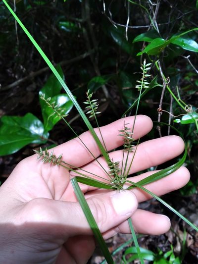 Cyperus tetragonus, photographed by Scott Ward