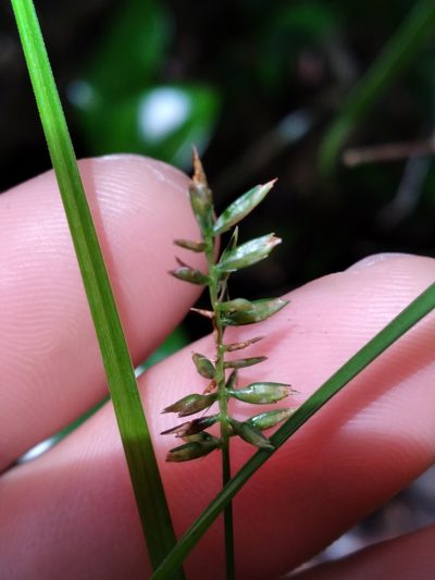 Cyperus tetragonus, photographed by Scott Ward