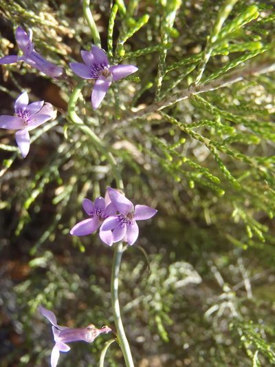 Cyphia sylvatica, photographed by Nicola van Berkel
