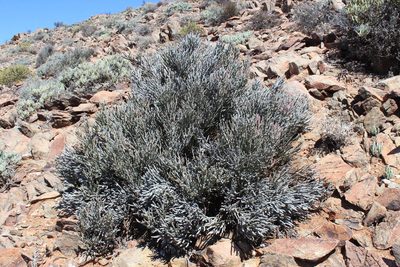 Euphorbia gummifera, photographed by Tony Rebelo