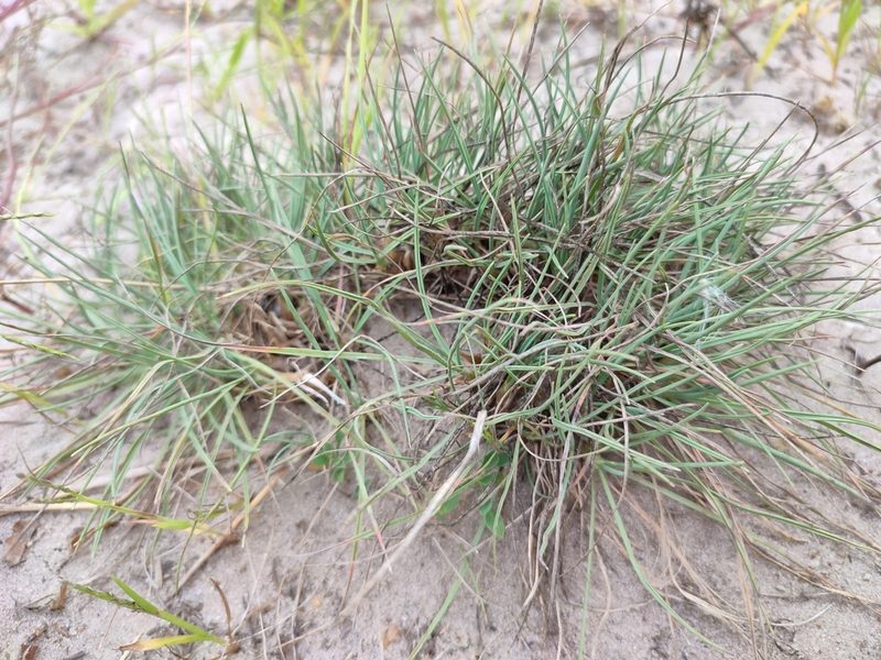 Koeleria glauca, photographed by Igor Balashov