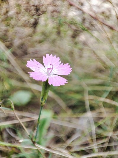Dianthus campestris, photographed by Igor Balashov