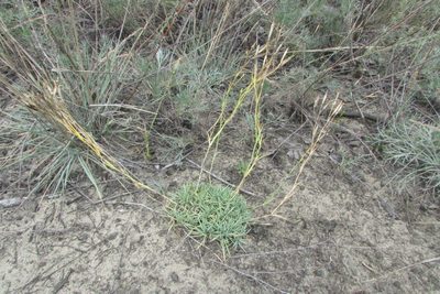 Dianthus volgicus, photographed by Татьяна Горбушина