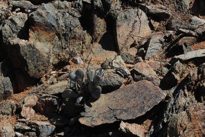 Adromischus alstonii, photographed by Tony Rebelo