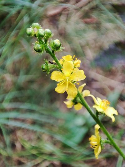 Agrimonia procera, photographed by Igor Balashov