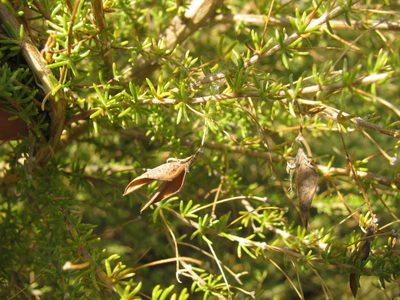 Aspalathus amoena, photographed by douglaseustonbrown