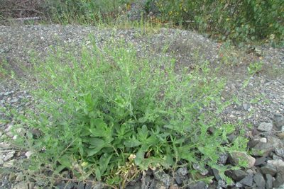 Gypsophila perfoliata, photographed by Татьяна Горбушина