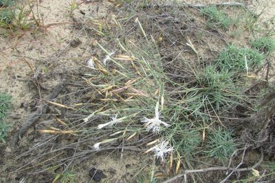 Dianthus volgicus, photographed by Татьяна Горбушина