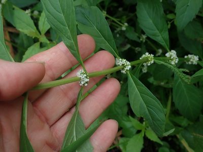 Lycopus uniflorus, photographed by Lynn Harper
