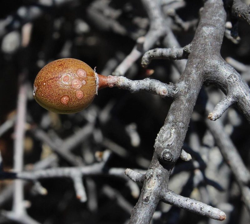 Commiphora namaensis, photographed by Tony Rebelo