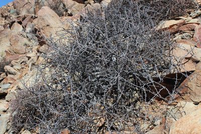 Commiphora namaensis, photographed by Tony Rebelo