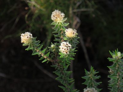 Phylica strigosa, photographed by Jeremy Gilmore