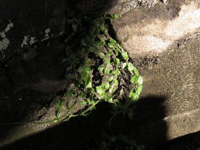 Lobelia pubescens, photographed by Jeremy Gilmore
