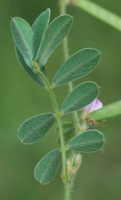 Tephrosia pumila, photographed by Charles Stirton