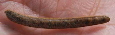 Tephrosia pumila, photographed by Charles Stirton