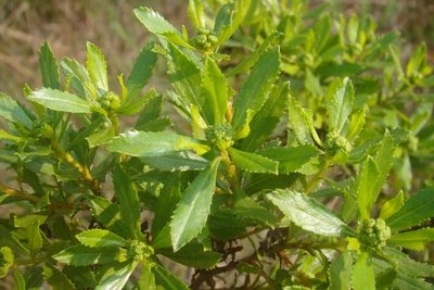 Baccharis psiadioides, photographed by Lucas Kaminski