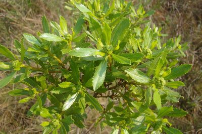 Baccharis psiadioides, photographed by Lucas Kaminski