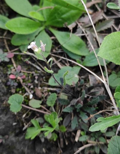 Braya humilis, photographed by Юлия