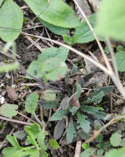 Braya humilis, photographed by Юлия